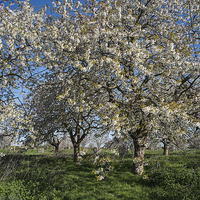 Buy canvas prints of Cherry Trees in Blossom. by ann stevens