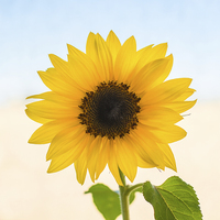 Buy canvas prints of Yellow Sunflower by ann stevens