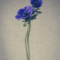 Buy canvas prints of Blue Anemone Flowers, Still Life by ann stevens