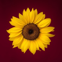Buy canvas prints of Sunflower on a Red Background by ann stevens