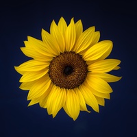 Buy canvas prints of Sunflower on a Blue Background by ann stevens