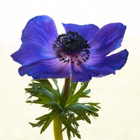 Buy canvas prints of Blue Anemone Flower by ann stevens
