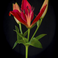 Buy canvas prints of Orange Lily Flower on Black by ann stevens