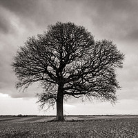 Buy canvas prints of Lone Oak Tree  by ann stevens