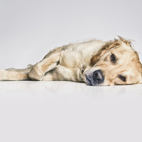 Buy canvas prints of My Golden Retriever by Rhys Parker