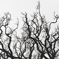 Buy canvas prints of Branch Out by Rhys Parker