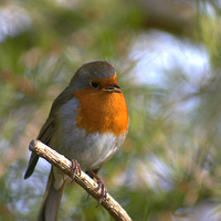 Buy canvas prints of Robin on branch by Paul Nicholas