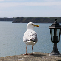 Buy canvas prints of Sea gull looking at lantern on coastal wall by Paul Nicholas