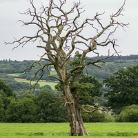 Buy canvas prints of  The naked tree by Paul Nicholas