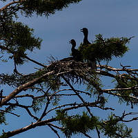 Buy canvas prints of Vultures in a tree by Paul Nicholas