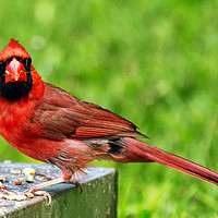 Buy canvas prints of Red Cardinal by Paul Nicholas