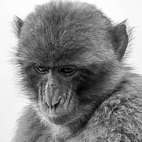 Buy canvas prints of Barbary Macaque in Gibraltar by Paul Nicholas