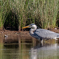 Buy canvas prints of Heron on the lookout by Paul Nicholas