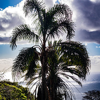 Buy canvas prints of Madeira palm tree by Paul Nicholas
