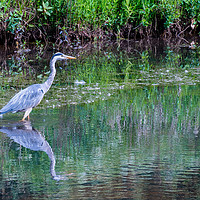 Buy canvas prints of Grey Heron standing in water at the edge of a lake by Paul Nicholas
