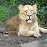Buy canvas prints of Lion relaxing. by Stephen Windsor