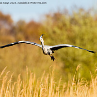 Buy canvas prints of Grey heron landing to nest in the reeds by Daugirdas Racys