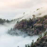 Buy canvas prints of Teide forest in the clouds, Tenerife by Daugirdas Racys