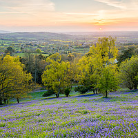 Buy canvas prints of Malvern hills bluebells at the sunset by Daugirdas Racys