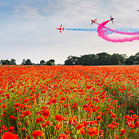 Buy canvas prints of Red Arrows acrobatic flight over poppy field by Daugirdas Racys