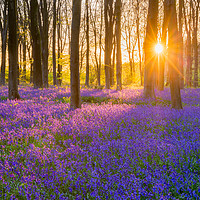 Buy canvas prints of Micheldever bluebells sunset by Daugirdas Racys