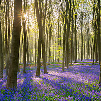 Buy canvas prints of Bluebells by Daugirdas Racys