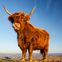 Buy canvas prints of Scottish Highland Angus Cow by Daugirdas Racys