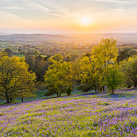Buy canvas prints of The Bluebell-covered Malvern Spring Sunset by Daugirdas Racys