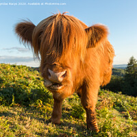 Buy canvas prints of Highland Angus cow pulling a funny face by Daugirdas Racys
