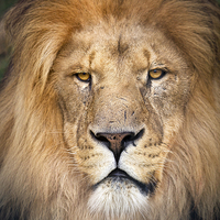 Buy canvas prints of Lion Face by Kenneth Dear