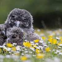 Buy canvas prints of Cute owl chicks in rain by Kenneth Dear
