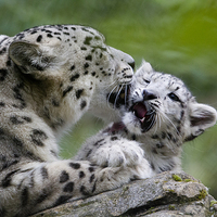 Buy canvas prints of Snow leopard and cub by Kenneth Dear