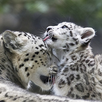 Buy canvas prints of Snow leopard cub washes mum. by Kenneth Dear