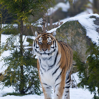 Buy canvas prints of Amur tiger in snow by Kenneth Dear