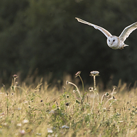 Buy canvas prints of Barn owl in flight by Kenneth Dear