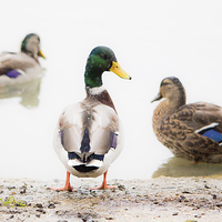 Buy canvas prints of Water on a ducks back by Kenneth Dear