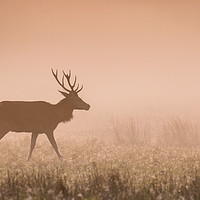 Buy canvas prints of Deer at Dawn by Roz Greening