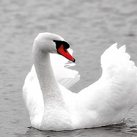 Buy canvas prints of beautiful white swan by jay clarke