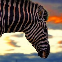 Buy canvas prints of zebra at sunset by jay clarke