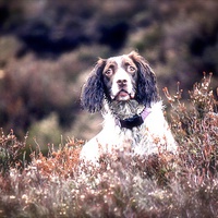 Buy canvas prints of Spaniel in the heather by Terry Dutchburn