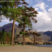 Buy canvas prints of Buttermere Pines and High Crag by Robin Dengate