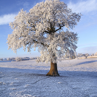 Buy canvas prints of Frozen Winter Tree by James Meacock