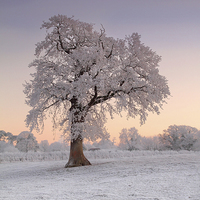 Buy canvas prints of Frosty Tree Sunrise by James Meacock