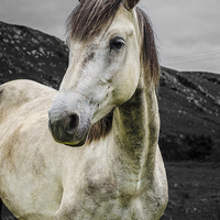 Buy canvas prints of  Horse in the Glen  by carolann walker