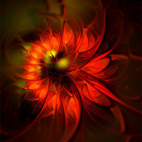 Buy canvas prints of Flame Lily by Amanda Moore