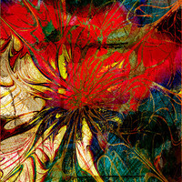 Buy canvas prints of Red Nasturtium by Amanda Moore
