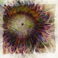 Buy canvas prints of Painted Daisy by Amanda Moore