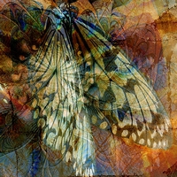 Buy canvas prints of Butterfly Wings by Amanda Moore