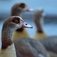 Buy canvas prints of Christmas goose by Nadine Wood