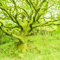 Buy canvas prints of  welsh tree by Marina Otto